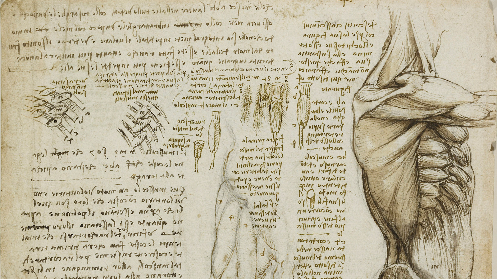 Anatomie