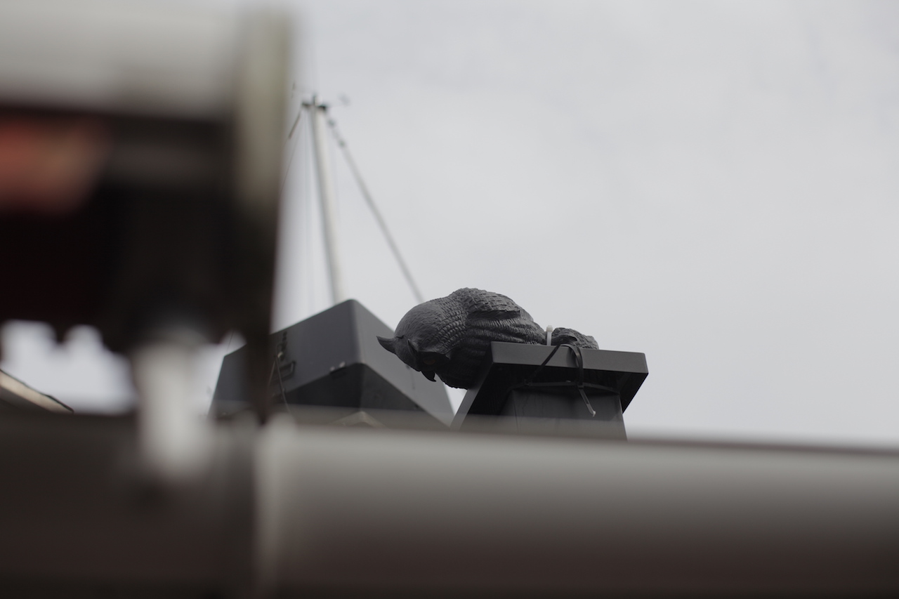 Uil