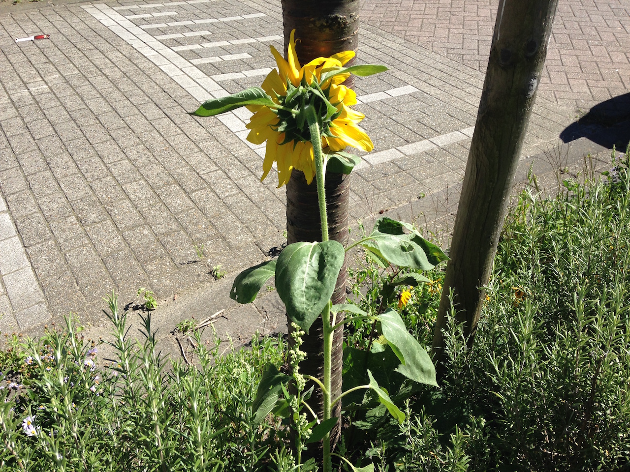 Verlegen zonnebloem