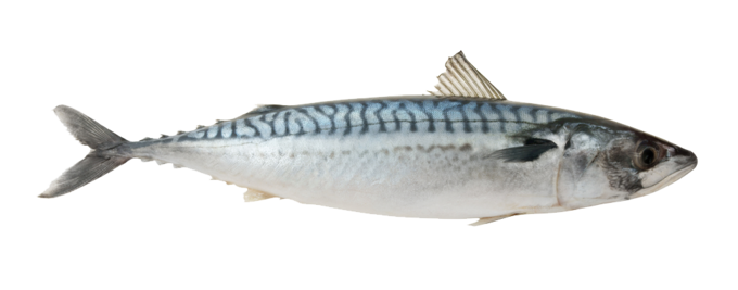 Makreel