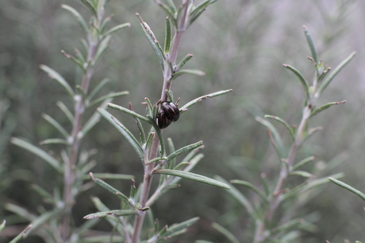 Rosmary's babies
