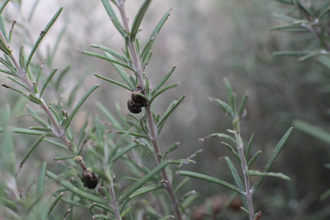 Rosmary's babies