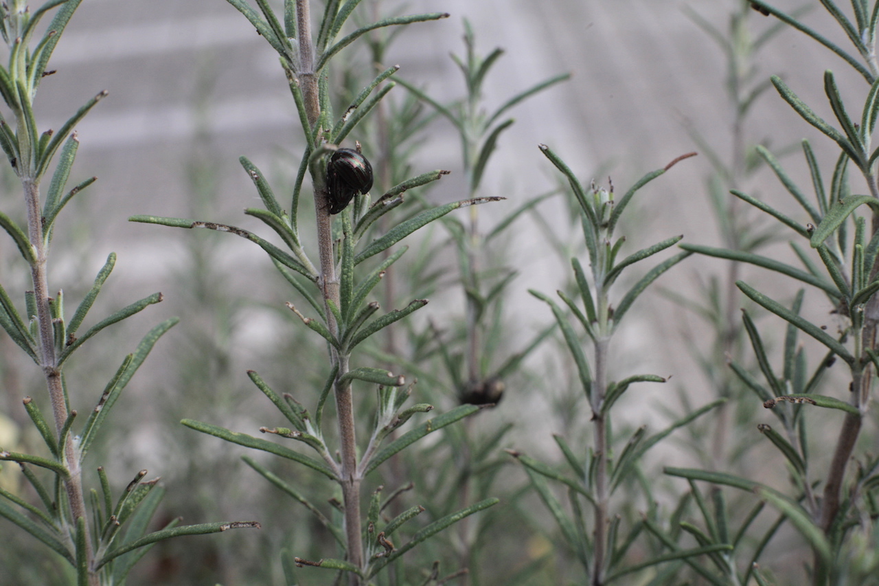 Rosmary's babies