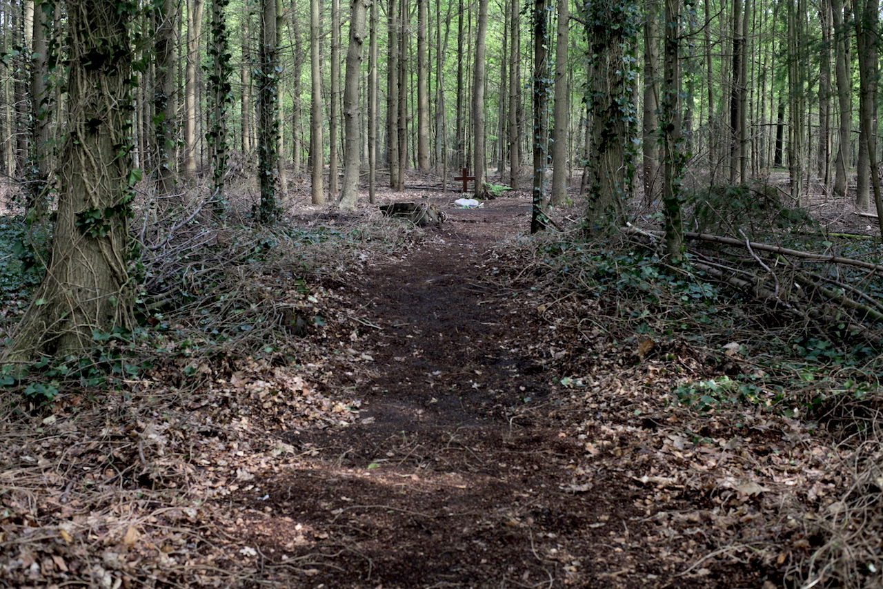Pad door het bos