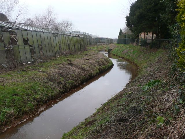 Springbeek